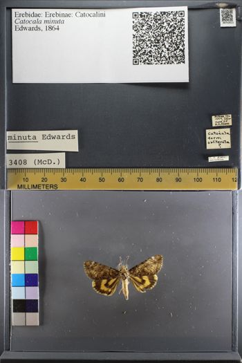 Media type: image;   Entomology 753511